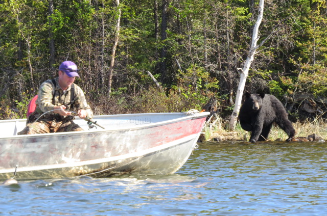 Fishing with Black Bears