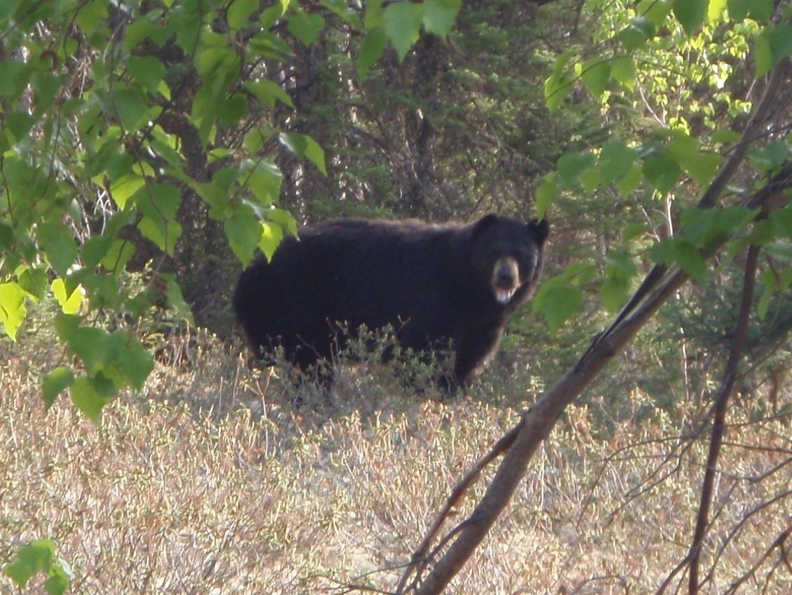 Bear Black Bear Hunting
